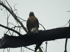 Buteo jamaicensis