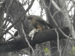 Buteo jamaicensis