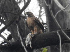 Buteo jamaicensis