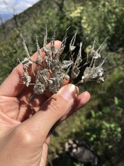 Ehrendorferia chrysantha