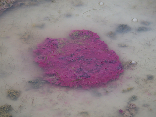 Lamprocystis observed 2026-05-13