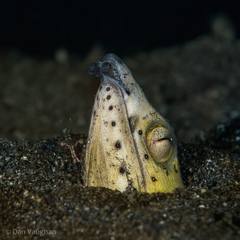 Ophichthus altipennis
