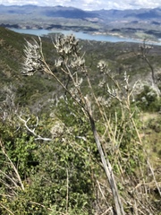 Ehrendorferia chrysantha