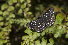 Burnsius crisia