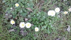 Bellis perennis