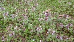 Lamium purpureum