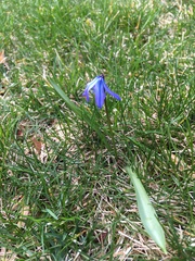 Scilla siberica