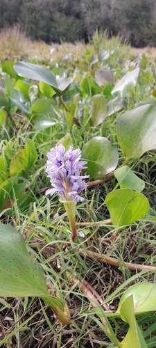 common water hyacinth