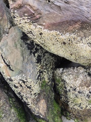 Brachidontes