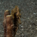 Observation photo