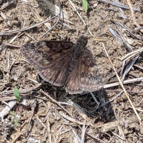 Wild Indigo Duskywing