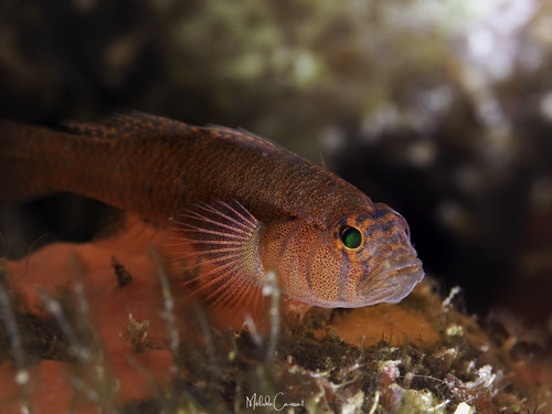 Rusty goby (Priolepis hipoliti) — Gobiidae
