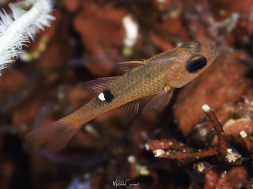 Whitestar cardinalfish (Apogon lachneri) — Apogonidae