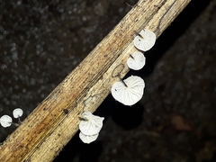 Marasmiellus bonii