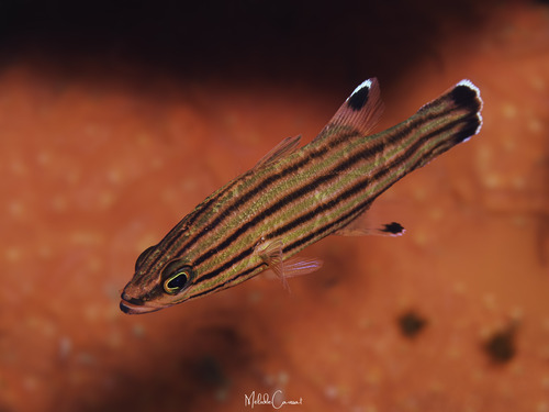 Liopropoma observed 2026-05-02