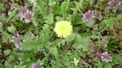 Taraxacum officinale