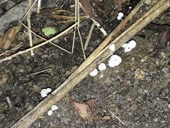Marasmiellus bonii