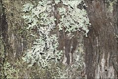 Hypogymnia subphysodes