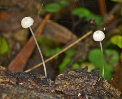 Mycena albidocapillaris