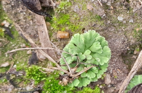 Riccia glauca glauca