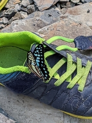 Graphium doson postianus