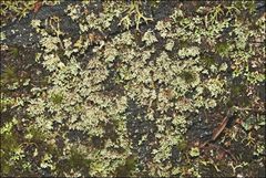 Neophyllis melacarpa