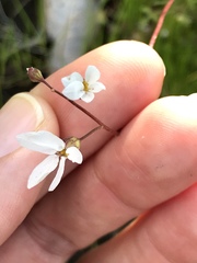 Lithophragma cymbalaria