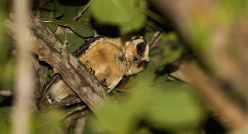 Buff-fronted Owl