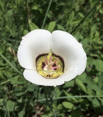 Calochortus ambiguus