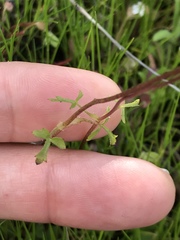 Lithophragma cymbalaria