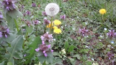 Taraxacum officinale
