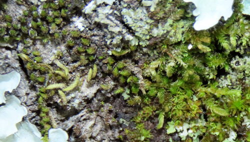 Drummondia prorepens observed 2026-05-14