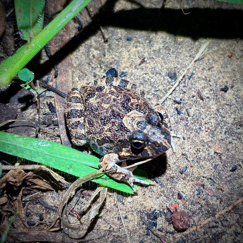 Ornate Burrowing Frog
