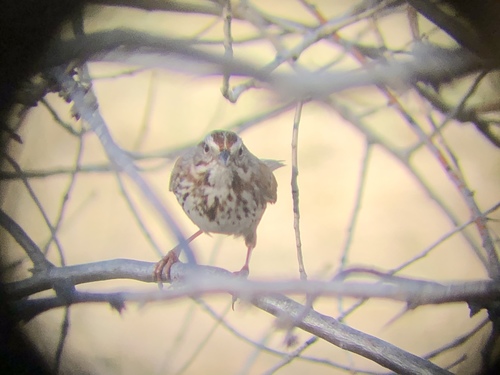 Song Sparrow photographed in Colorado