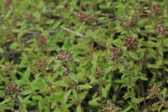 Thymus amurensis