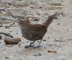 Dasyornis brachypterus