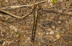 Phanogomphus lividus
