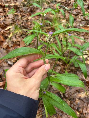 Wide-leaf spiderwort