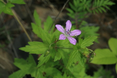 Geranium maximowiczii