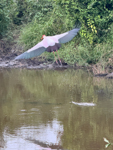 iNaturalist image