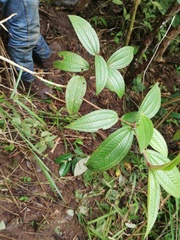 Miconia ibaguensis
