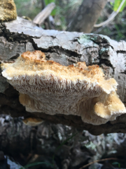 Gloeophyllales