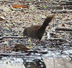 Dasyornis brachypterus