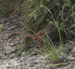 Dasyornis brachypterus