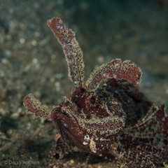 Pteroidichthys amboinensis