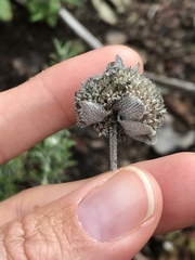 Monardella hypoleuca hypoleuca