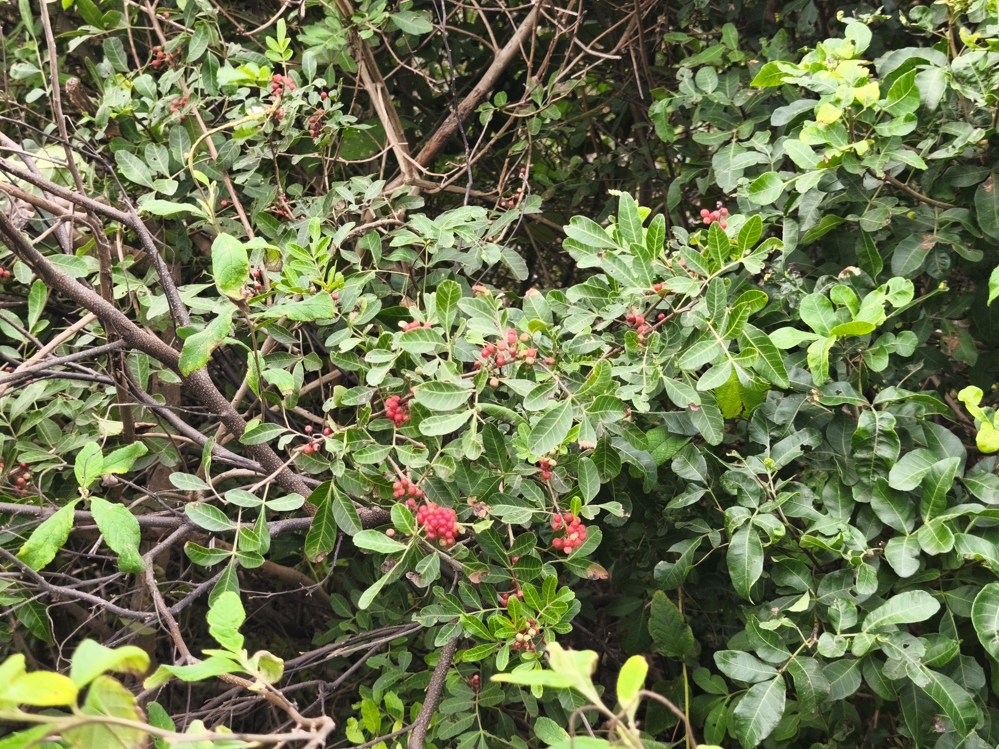 Schinus terebinthifolia