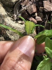 Monardella hypoleuca hypoleuca