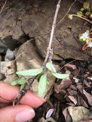 Monardella hypoleuca hypoleuca
