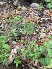 Monardella hypoleuca hypoleuca